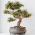 AV Indoor Plants Set 534 ParadiseBird Areca Palm Olive Ficus Dracaena Marginata - Thumbnail 1