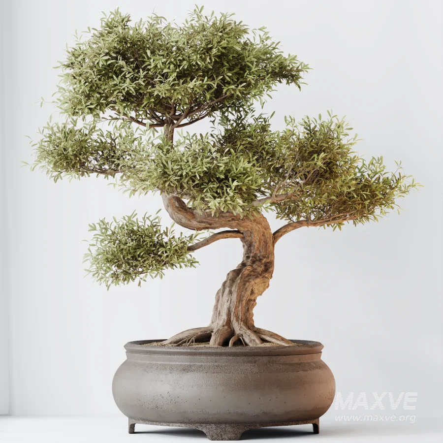 AV Indoor Plants Set 534 ParadiseBird Areca Palm Olive Ficus Dracaena Marginata - Image 1
