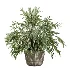 AV Indoor Plants Set 519 Orange Tree Ficus Marginata Alocasia Areca Palm Olive - Thumbnail 6