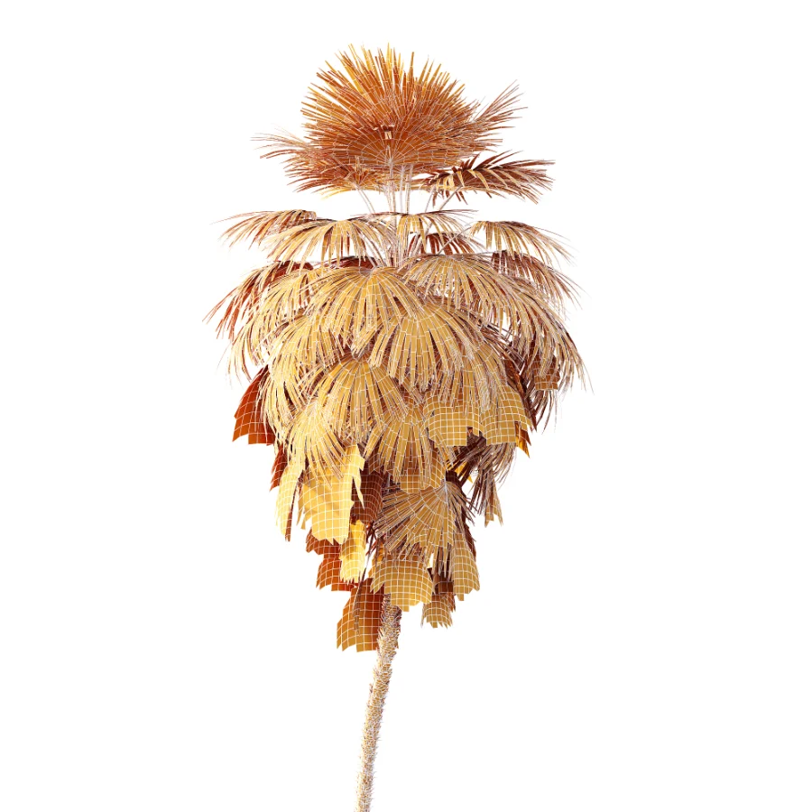 AV Plant Washingtonia Robusta 6 Palm Tree 02 - Image 6