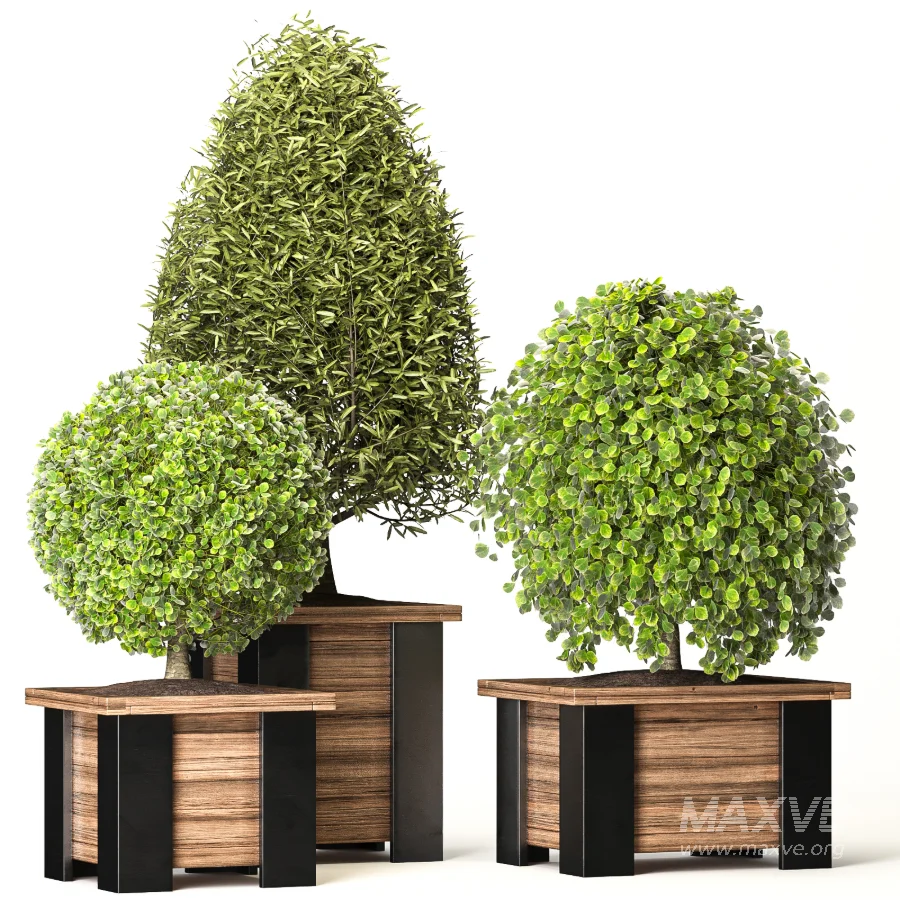 Outdoor Plant 08 - Image 3