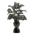 Monstera indoor-Plants-set033 - Thumbnail 3