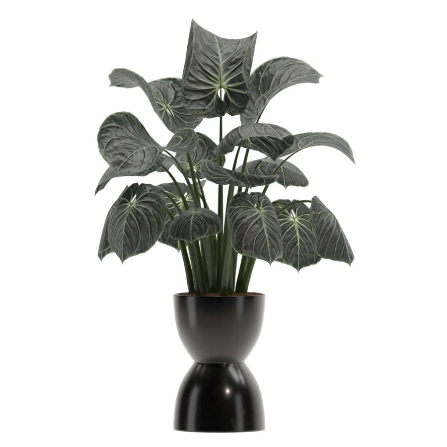 Monstera indoor-Plants-set033 - Image 3