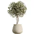 AV Indoor Plants Set 532 Ficus Marginata African Fig Banana Olive Lemon Dragon - Thumbnail 4