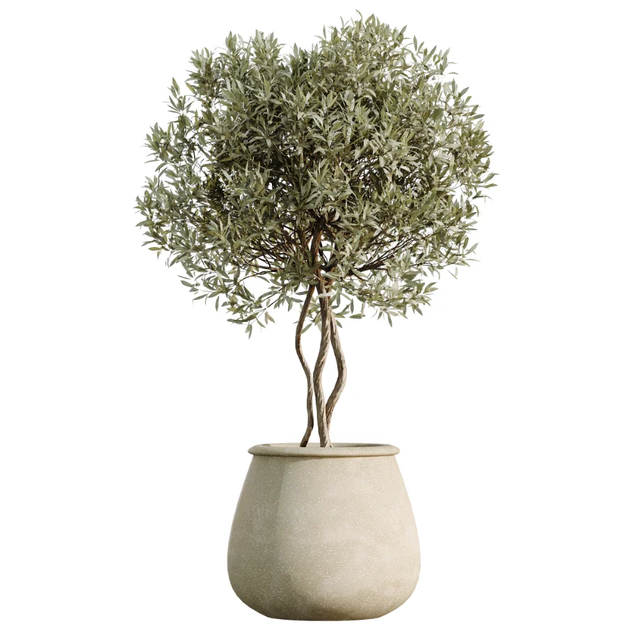 AV Indoor Plants Set 532 Ficus Marginata African Fig Banana Olive Lemon Dragon - Image 4