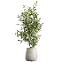 AV Indoor Plants Set 507 Yucca Banana Olive Orange Tree Schefflera Arboricola - Thumbnail 1