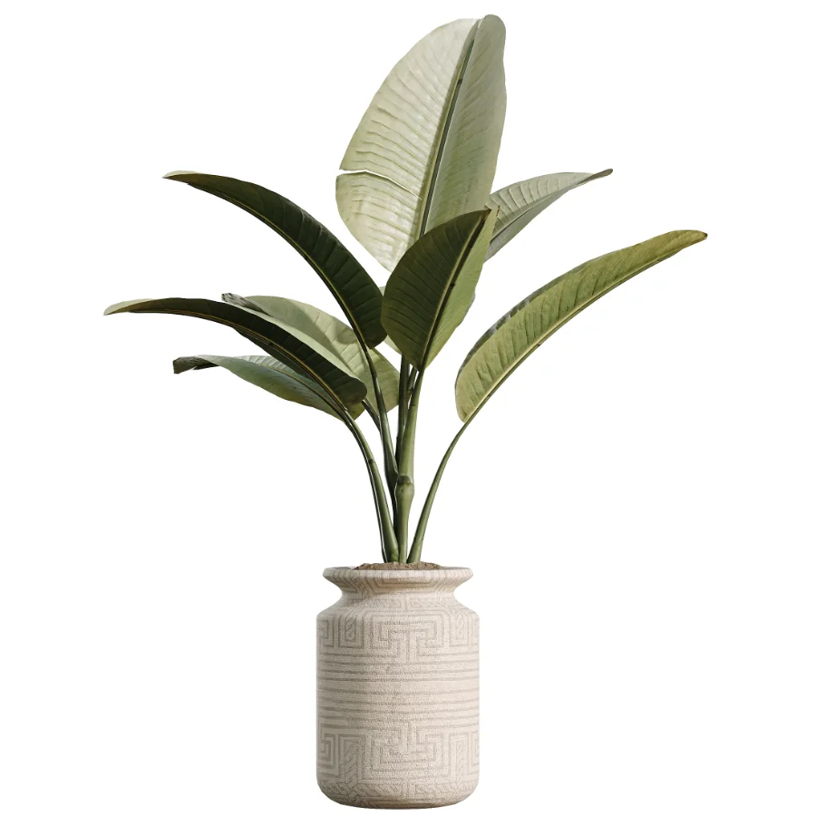 AV Indoor Plants Set 536 Olive Ficus Binnendijkii ParadiseBird Euphorbia - Image 3